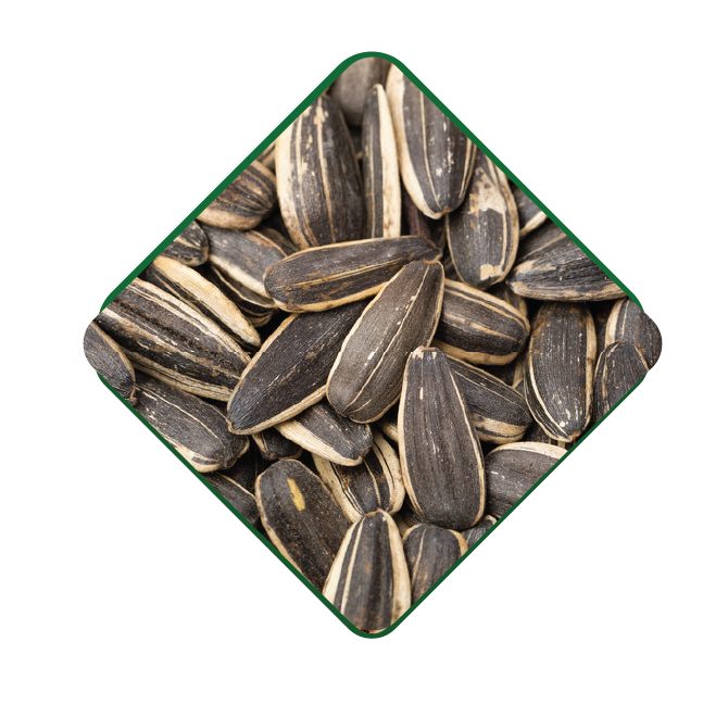 Raw Dakota Seed